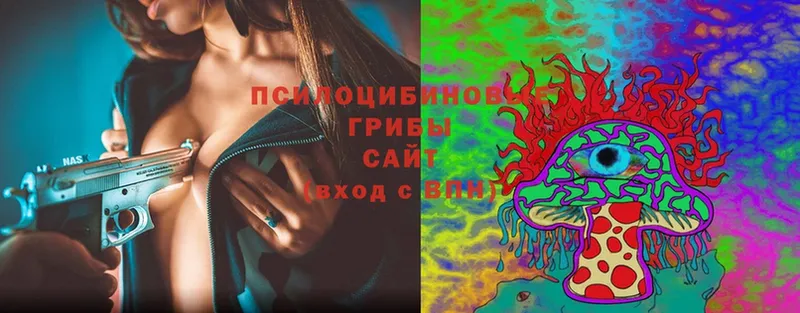 Галлюциногенные грибы Psilocybine cubensis  Заозёрск 